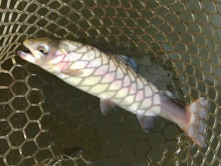 水温急落、釣果も急落　～大安トラウトレイク…